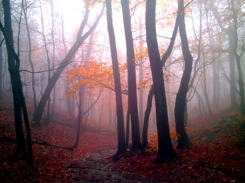 http://klashknk.files.wordpress.com/2010/09/mist-woods.jpg